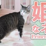 姫系な猫