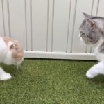 ダンゴムシを捕まえようとしたはなちゃんを叱る、虫にも優しいもち