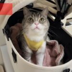 【ご報告】もちの現状と手術期間の出来事について。