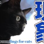 猫の面白い現象