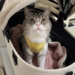 もちが手術をすることになった日。