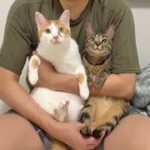 もちの輸血のために実家から猫たちが駆けつけてくれました。