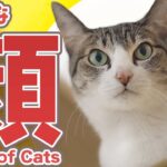 猫の色々な顔