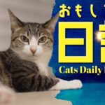 おもしろネコ日課