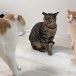 久しぶりに大好きな実家の猫たちと対面したらまさかのこうなっちゃいました…