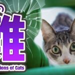 猫の難・行動
