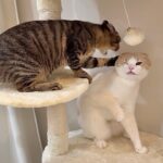 やんちゃな後輩猫が手に負えずついに下克上された猫がこうなっちゃいました…