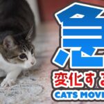 急に変化する猫