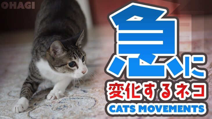 急に変化する猫