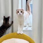 子猫たちのワンオペ育児が大変すぎてついにギブアップした猫がこうなっちゃいました…