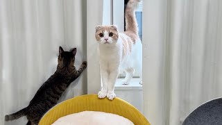 子猫たちのワンオペ育児が大変すぎてついにギブアップした猫がこうなっちゃいました…