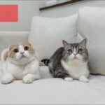 【ご報告】もちの現状と今後について。