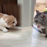 退院したもちと久しぶりに再会したはなちゃんがこうなっちゃいました。。