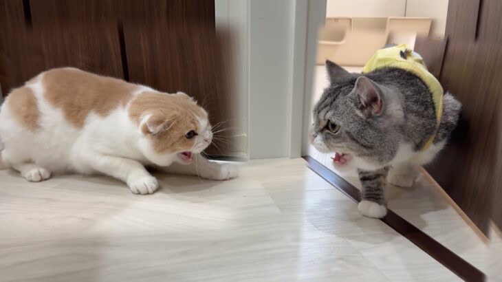 退院したもちと久しぶりに再会したはなちゃんがこうなっちゃいました。。