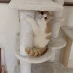 一生懸命に遊んでアピールしてくる甘えんぼ猫が可愛すぎます笑