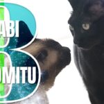 わらびとくろみつ物語８