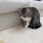 もちが退院後にお漏らししちゃいました…