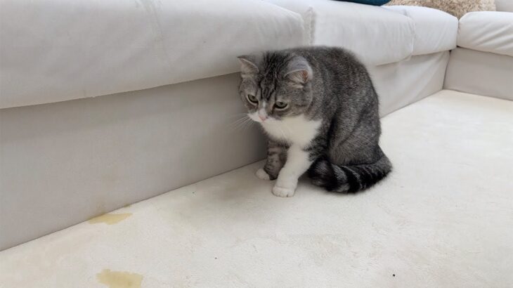 もちが退院後にお漏らししちゃいました…