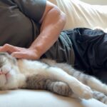 退院した兄ばかり可愛がられてるのを見て嫉妬した猫がスネてこうなっちゃいました…