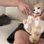 爪切りイヤイヤモードの弟を心配そうな顔で見守ってる優しいもっちゃん