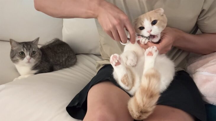 爪切りイヤイヤモードの弟を心配そうな顔で見守ってる優しいもっちゃん