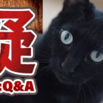 猫の疑問点
