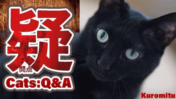 猫の疑問点