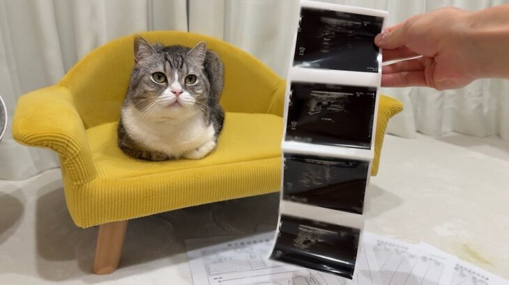 もちの術後検査で予想外の結果が出ました！