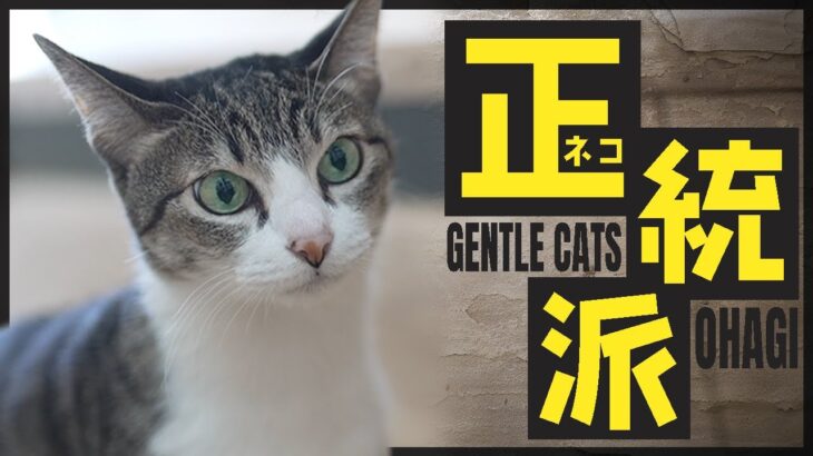 正統派な猫