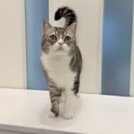 手術を乗り越えたもちの病状と今後について。