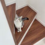 猫が何か見せたくて案内してるのでついて行ってみたらまさかの光景が…