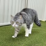 庭で遊んでたら急に毛を逆立てて威嚇しはじめた猫の視線の先にまさかの光景が…