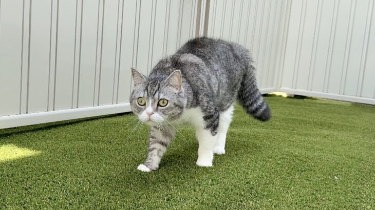 庭で遊んでたら急に毛を逆立てて威嚇しはじめた猫の視線の先にまさかの光景が…