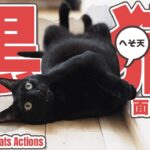 黒猫の可愛らしい行動