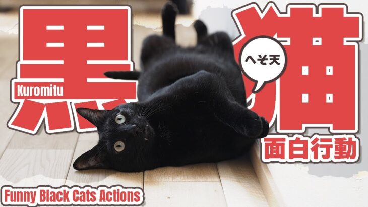 黒猫の可愛らしい行動