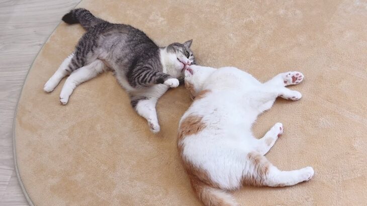 弟が大好きすぎて1日中くっついてないと気が済まない猫が可愛すぎました笑