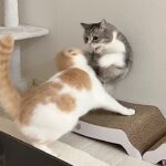 珍しく兄に逆らってみたら100倍返しされた猫がこうなっちゃいましたw