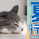 猫の夏行動2025