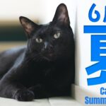 猫と6月の夏