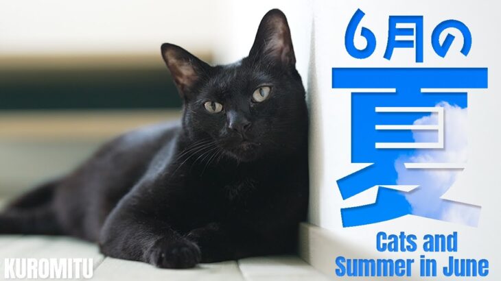 猫と6月の夏