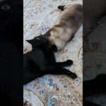 強引な顔舐め猫🐱 – A cat taking hold of the other cat – #shorts #cat