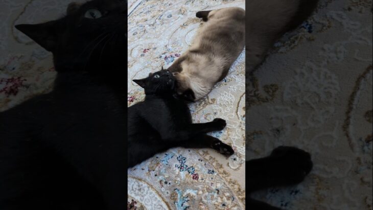強引な顔舐め猫🐱 – A cat taking hold of the other cat – #shorts #cat