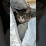シーツに隠れている猫🐱 – A cat’s hiding – #shorts #cat