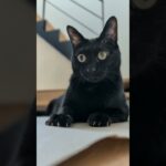 紙の上の猫😺 – A cat’s on a paper – #shorts #cat