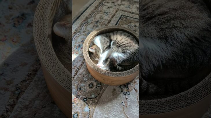 温かい猫のお昼寝🐱 – Cats Nap Time – #shorts #cat