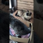 逃げられたシャム猫😺 – Cats Punch – #shorts #cat