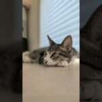 猫の明暗🐱 – Cats Short Rest – #shorts #cat