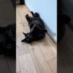 夏の猫は動かない🐱 – Cats doesn’t move in summer – #shorts #cat