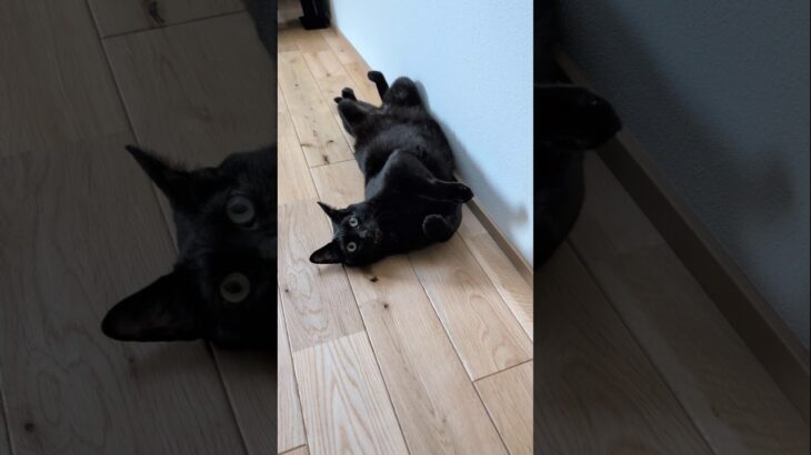 夏の猫は動かない🐱 – Cats doesn’t move in summer – #shorts #cat