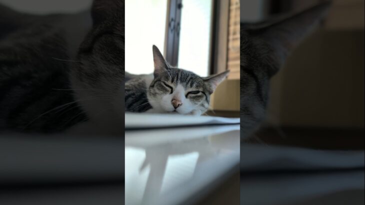 まったり夏の猫🐱 – Cats in summer – #shorts #cat